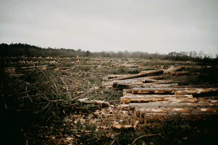 An image of forest without trees due to deforestation. Inspiring us to take actions for forest protection.