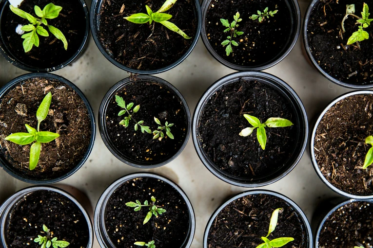 Image of sustainable gardening. Plant saplings planted in black containers.