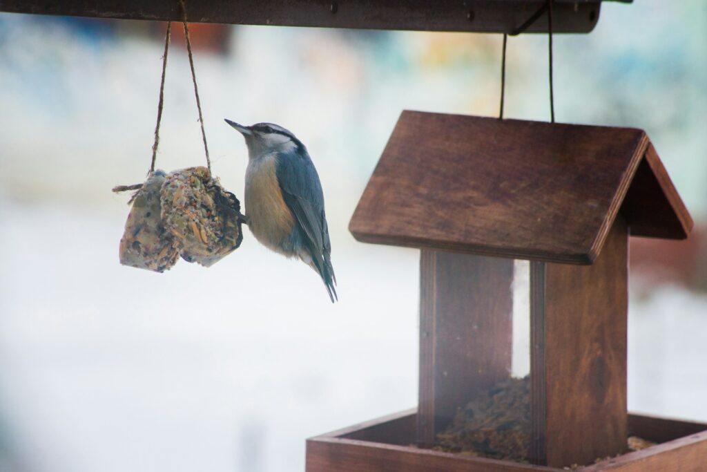 A nuthatch perches on a hanging suet feeder next to a wooden bird feeder in a snowy, blurred background.